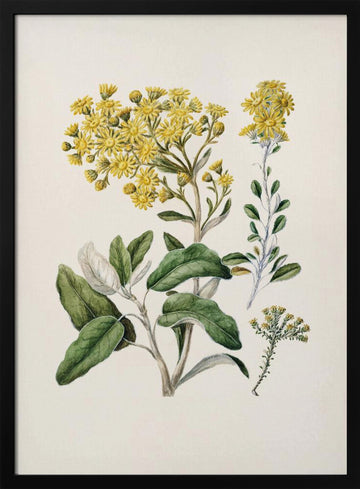 Daisy   Brachyglottis Drawn By Sarah Featon (1848–1927) | Poster - Black Metal Frame Interior