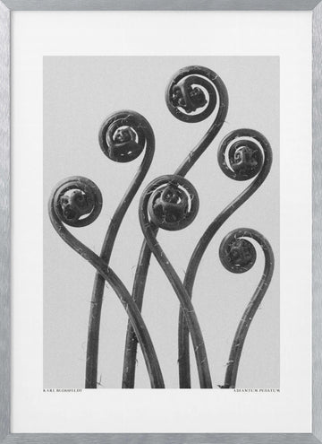 Adiantum pedatum | Poster - Silver Frame Interior