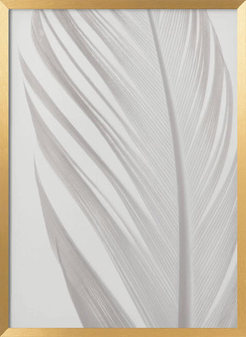 Delicate White Feather | Poster - Gold Frame Interior