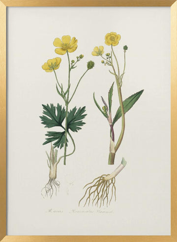 Lesser Spearwort (ranunculus Flammula) Medical Botany | Poster - Gold Frame Interior