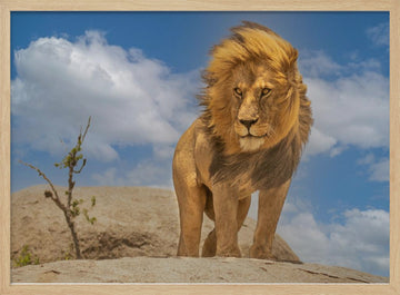 Majestic African Lion | Poster - Wood Frame Interior
