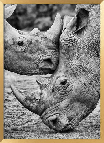 Rhino Tenderness | Poster - Gold Frame Interior