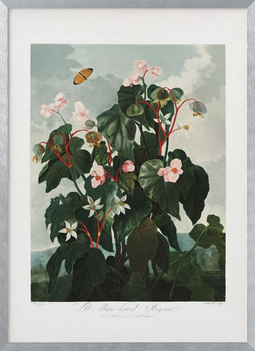 The Oblique–Leaved Begonia from The Temple of Flora (1807) | Poster - Silver Frame Interior