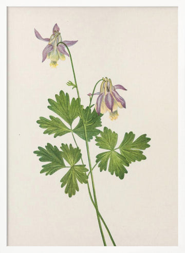 Shortspur Columbine From North American Wildflowers (1925) By Mary Vaux Walcott | Poster - White Frame Interior