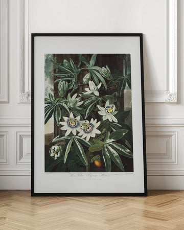The Passiflora Cerulea from The Temple of Flora (1807) | Poster - Room Interior 1