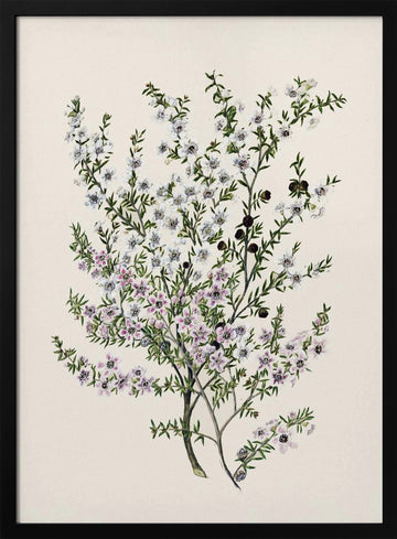 Manuk Drawn By Sarah Featon(1848   1927) | Poster - Black Metal Frame Interior