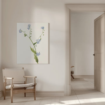 Bur Forget Me Not From North American Wildflowers (1925) By Mary Vaux Walcott | Canvas - Room Interior 1