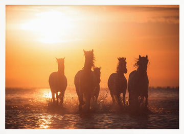 Wild Horses Sunset Run | Poster - White Frame Interior