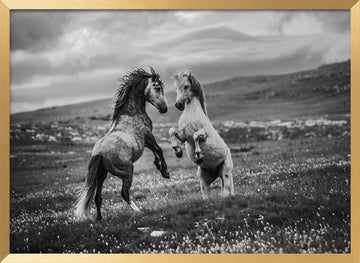 Wild Horses Rearing | Poster - Gold Frame Interior