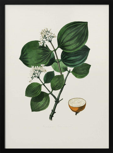 Poison Nu (strychnos Nux Vomica) Medical Botany | Poster - Black Metal Frame Interior