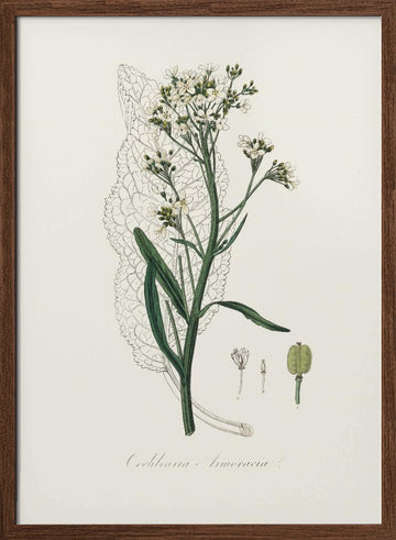 Horseradish (cochlearia Armoracia)  Medical Botany | Poster - Walnut Frame Interior