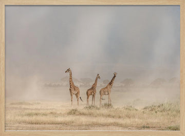 Giraffes in Golden Dust | Poster - Wood Frame Interior