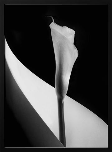 Elegant Calla Lily | Poster - Black Metal Frame Interior