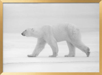 Walking Polar Bear | Poster - Gold Frame Interior