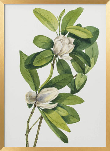 Swamp Magnolia (1918) | Poster - Gold Frame Interior