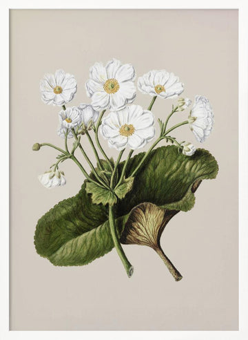 The Mountain Lily Drawn By Sarah Featon (1848–1927) | Poster - White Frame Interior