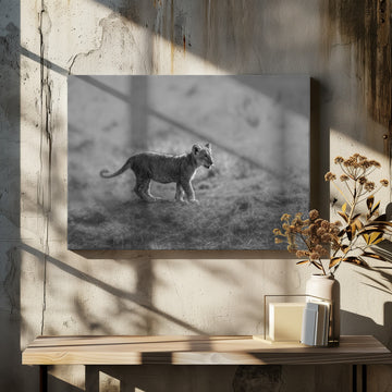 Baby Lion Cub Stroll | Canvas - Room Interior 2