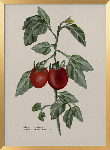Ripe Tomatoes On Vine | Poster - Gold Frame Interior