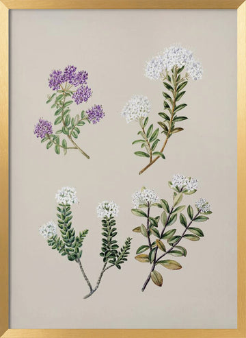 Veronica 4 Species Drawn By Sarah Featon (1848–1927) | Poster - Gold Frame Interior