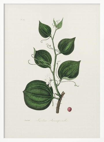 Lmilax Larsaparilla  Medical Botany | Poster - White Frame Interior