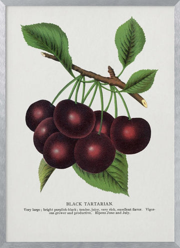 Black Tartarian Cherry Lithograph | Poster - Silver Frame Interior