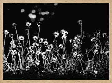 Night Flower Glow | Poster - Wood Frame Interior