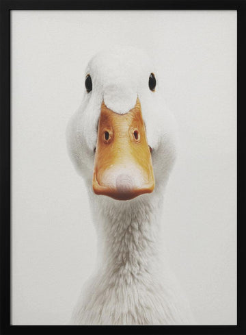 Funny Duck Face | Poster - Black Metal Frame Interior