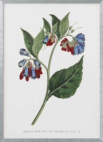Symphyum Asperrim 1806   Flower Garden Displayed By Francis Sansom | Poster - Silver Frame Interior