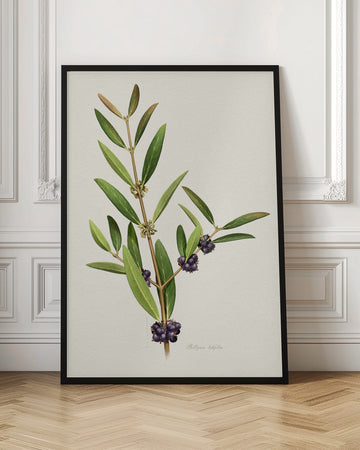 Elegant Berry Branch | Poster - Room Interior 1