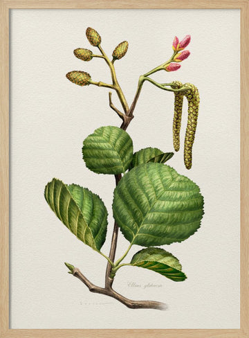 Alder Botanical Study | Poster - Wood Frame Interior