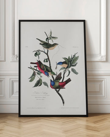 Painted Finch From Birds of America (1827) | Poster - Room Interior 1