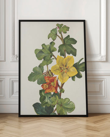 Mexican Fremontia From North American Wildflowers (1925) By Mary Vaux Walcott | Poster - Room Interior 1
