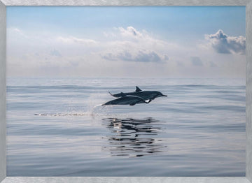 Dolphins Leaping Ocean | Poster - Silver Frame Interior