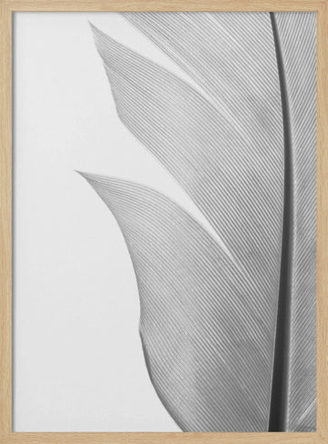 Delicate White Feather | Poster - Wood Frame Interior