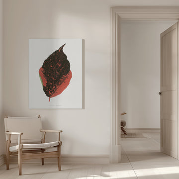 Acalypha Tricolor Leaf Illustration | Canvas - Room Interior 1