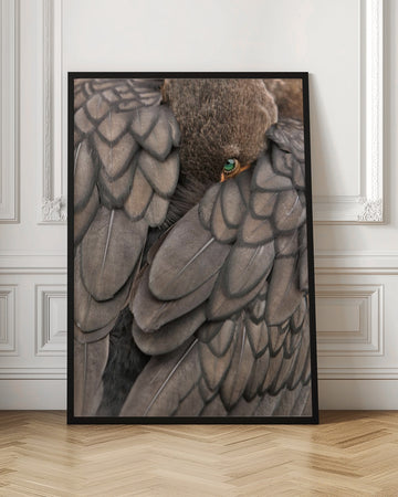 Feathered Green Eye | Poster - Room Interior 1