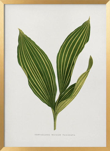 Lily of the Valley Leaf Illustration | Poster - Gold Frame Interior