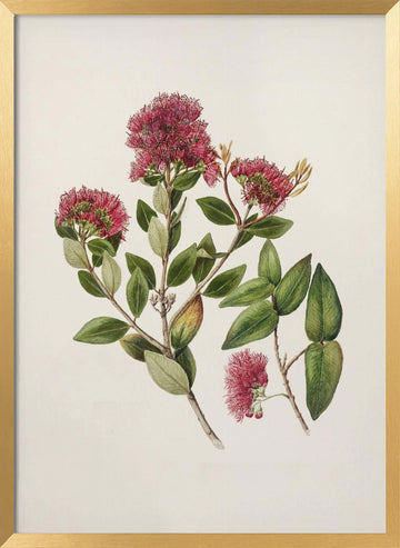 Rata By Sarah Featon (1848–1927) | Poster - Gold Frame Interior
