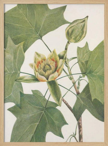 Tulip Tree From North American Wildflowers (1925) By Mary Vaux Walcott. | Poster - Wood Frame Interior