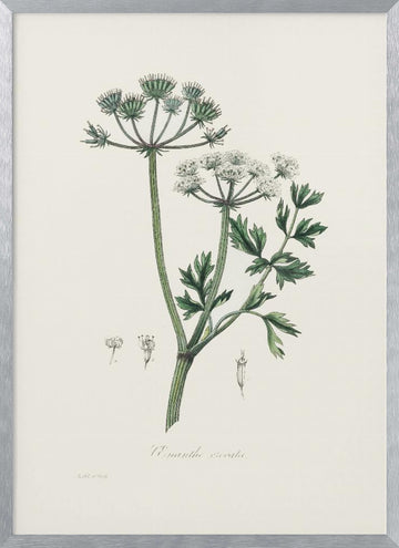 Water Dropwort (onanthe Grocata) Medical Botany | Poster - Silver Frame Interior