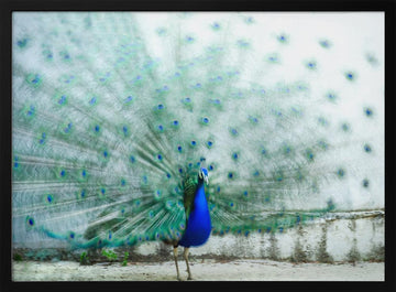 Vibrant Peacock Display | Poster - Black Metal Frame Interior
