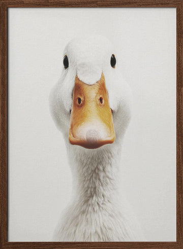 Funny Duck Face | Poster - Walnut Frame Interior