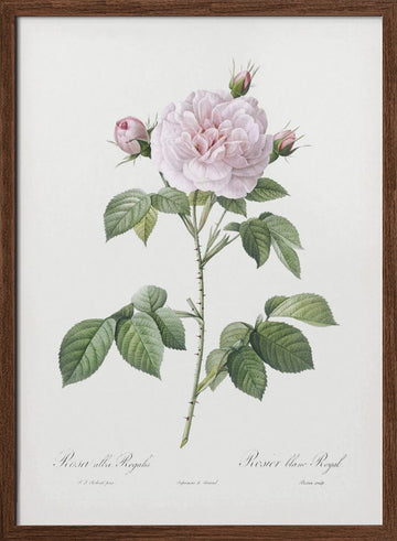 Royal White Rose, Les Roses (1817–1824) | Poster - Walnut Frame Interior