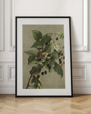 Blackberries | Poster - Room Interior 1
