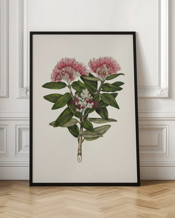 Pohutukawa   Metrosideros Tomentosa Drawn By Sarah Featon (1848–1927) | Poster - Room Interior 1