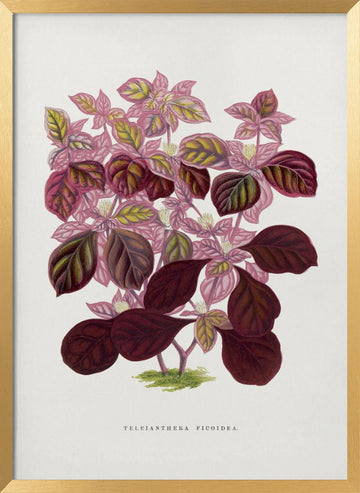 Pink Teleianthera Ficoidea Leaf Illustration | Poster - Gold Frame Interior