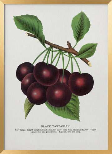 Black Tartarian Cherry Lithograph | Poster - Gold Frame Interior