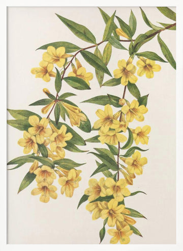 Carolina Jessamine From North American Wildflowers (1925) By Mary Vaux Walcott | Poster - White Frame Interior
