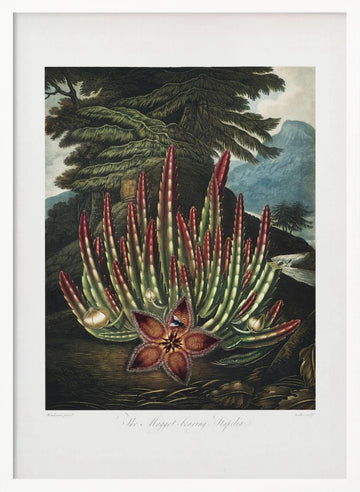 The Maggot–Bearing Stapelia from The Temple of Flora (1807) | Poster - White Frame Interior