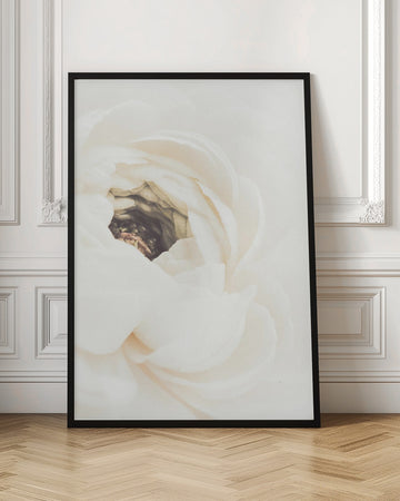 Soft White Ranunculus Bloom | Poster - Room Interior 1